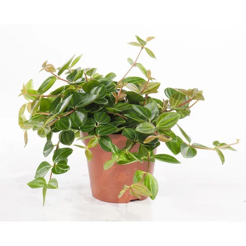 Peperomia angulata