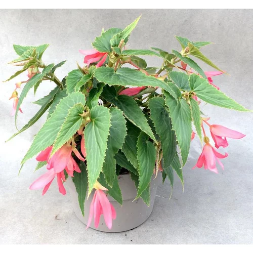 Collection de Bégonias en pot de 1,4 litre