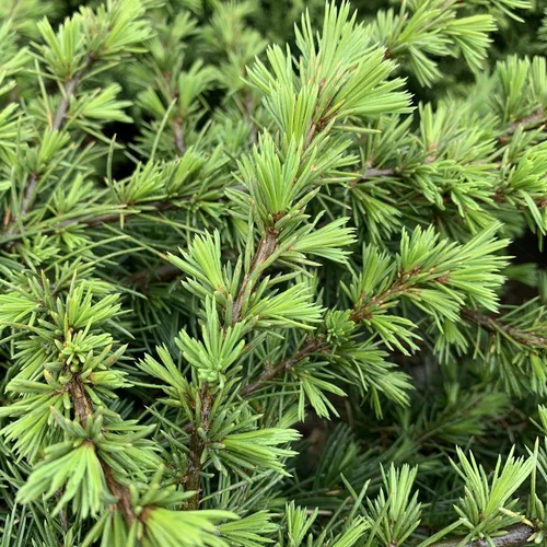 Cèdre du Liban vert. Le pot de 7,5 litres, 80/100 cm