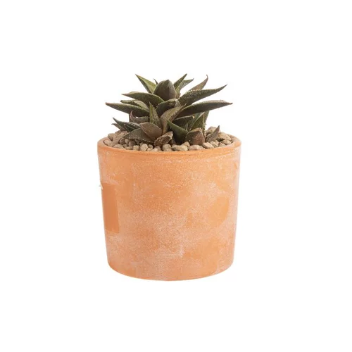 Haworthia mix en pot terre cuite H 15 x Ø 10 cm