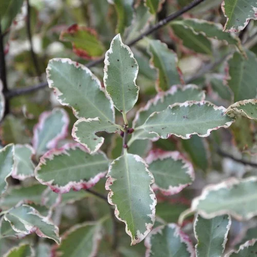 Pittosporum Tenuifolium Elizabeth (Pittospore Elizabeth) en pot de 7,5 L multicolore