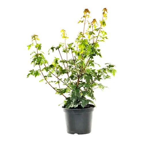 Érable champêtre vert. Le pot de 3 litres