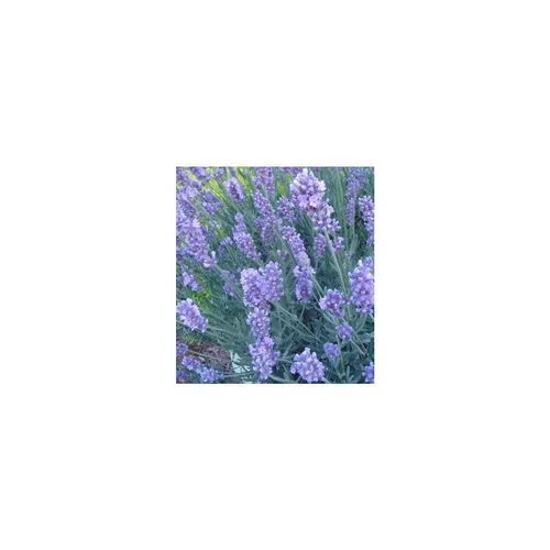 Lavande - Le pack de 6 plants