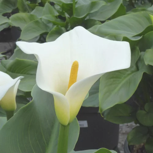 Arum blanc - Le pot de 2 litres