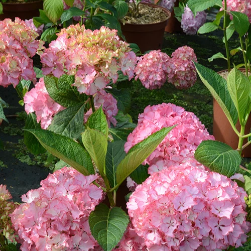 Hortensia So Long® Sunny Hydrangea macrophylla so long ® sunny 'tk02'