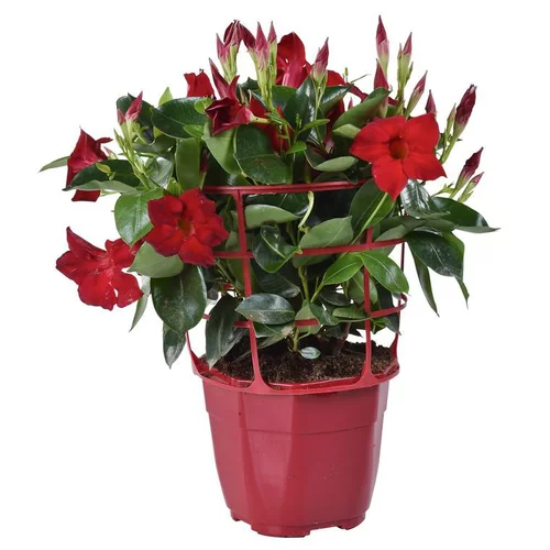 Dipladenia Buisson - Le pot de 3 litres