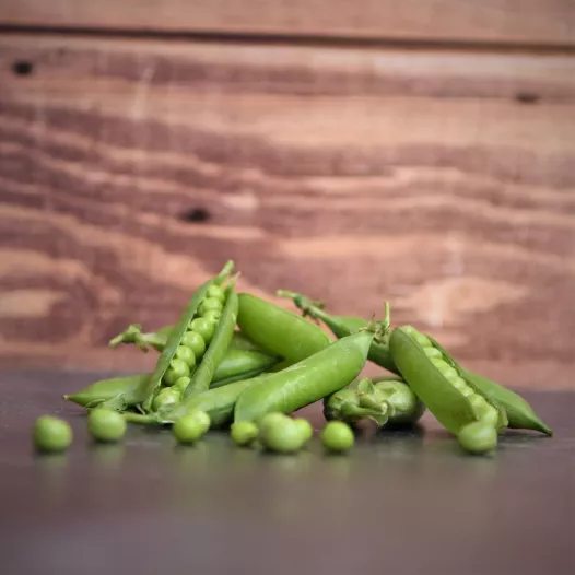 Pois nain à écosser Merveille de Kelvedon | Semences bio et reproductibles