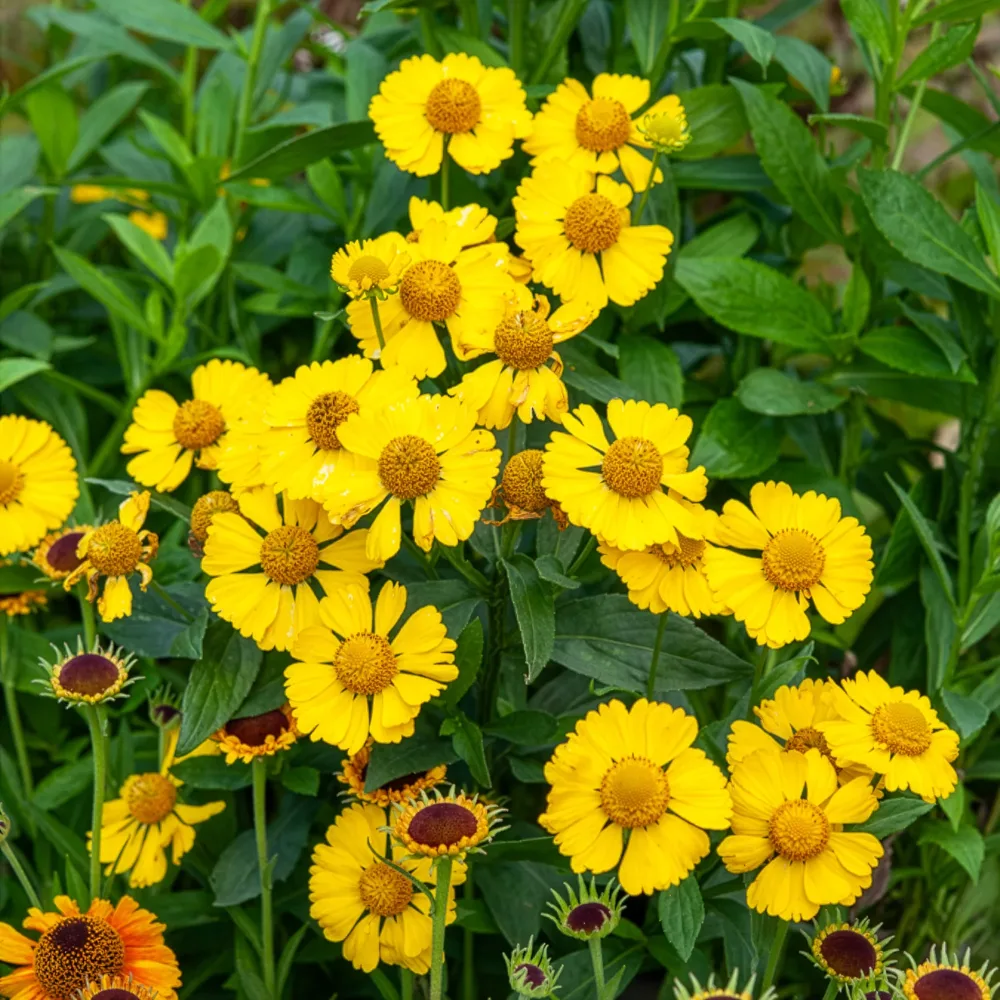 Hélénie Kanaria Helenium kanaria