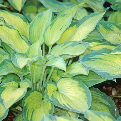 Hosta 'Paul'S Glory' - Le pot de 2 litres