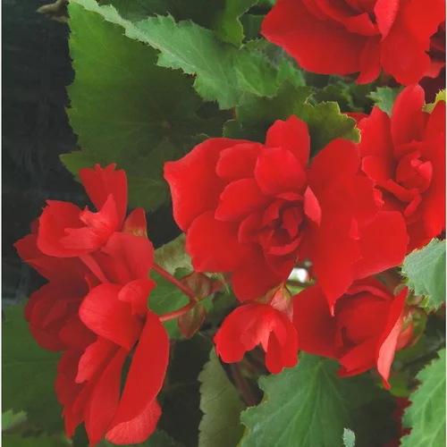 Bégonia retombant à fleurs multicolores - Le pot coloré de 6 litres avec soucoupe