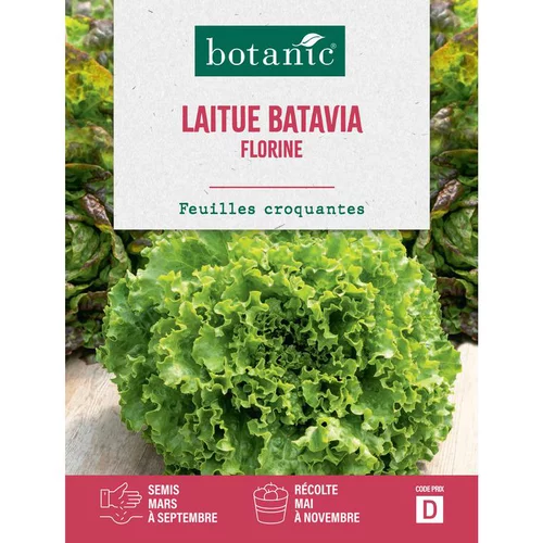 Graines de laitue batavia florine botanic® - graines à semer