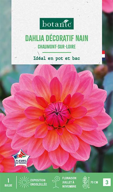 Bulbe de fleurs Dalhia nain double Chaumont sur Loire botanic® - 1 bulbe