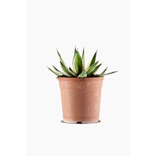 Agave Lophantha Quadricolor en pot de 3 L jaune