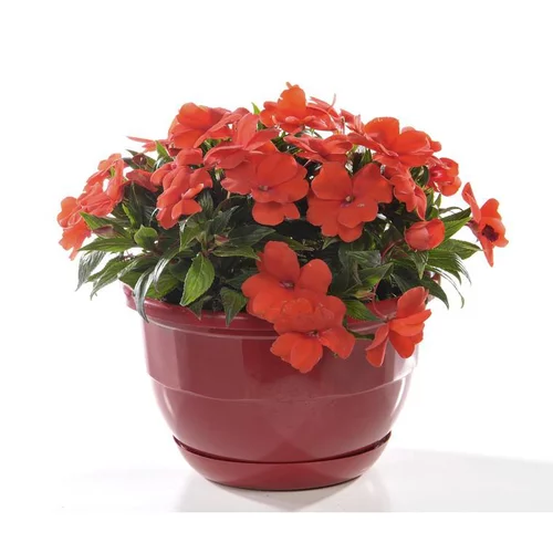 Impatiens de Nouvelle Guinée - La coupe de 25 cm