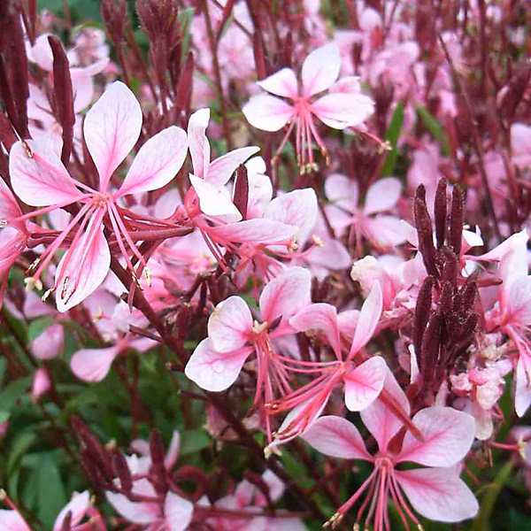 6 x Gaura lindheimeri 'Cherry Brandy' – godet 9cm x 9cm