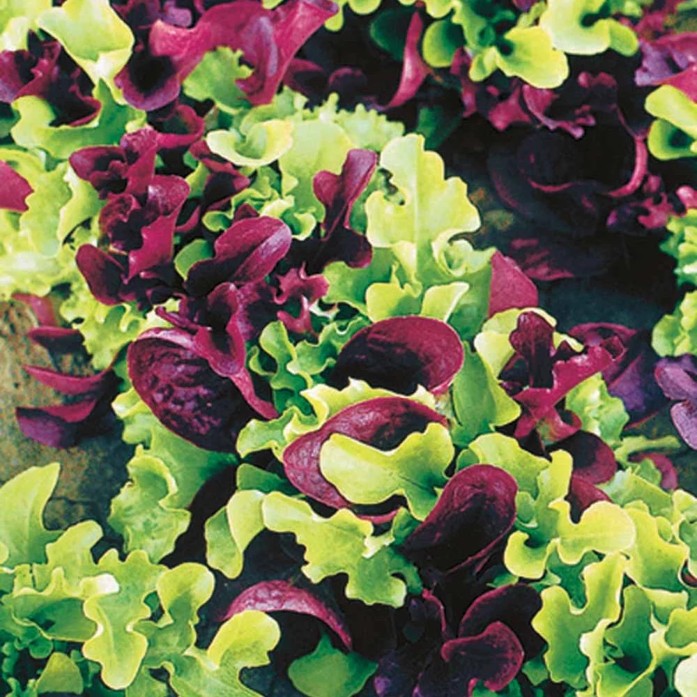 Laitues à petites feuilles en mélange Lollo rossa, salad bowl, little leprechafavourite,