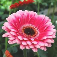 Plante fleurie d'intérieur Gerbera - Ø 9 cm
