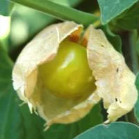 Physalis. Le pot de 2,5 litres