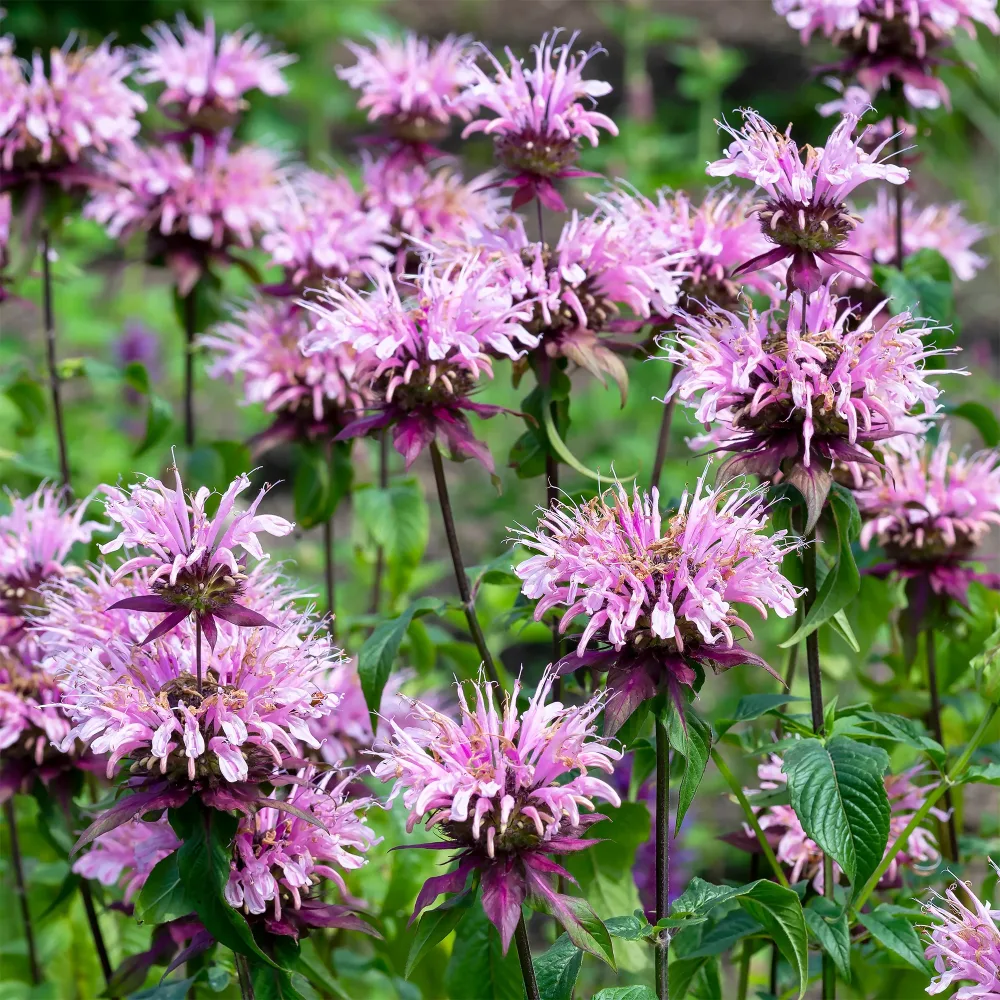 Monarde Beauty of Cobham Monarda beauty of cobham