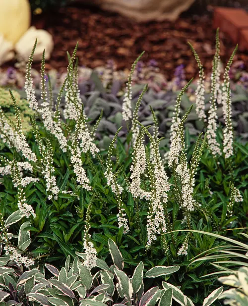 Lysimaque ‘Autumn Snow’ - Le pot de 2 litres