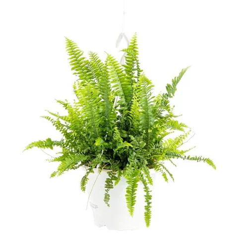 Nephrolepis Green Lady suspension Ø18xH35 cm