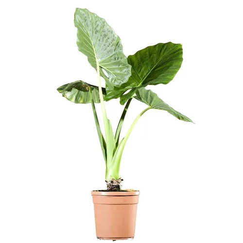 Alocasia Macrorhysa - Le pot de 2 litres
