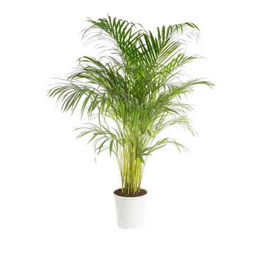 Areca. Le pot de 24 cm