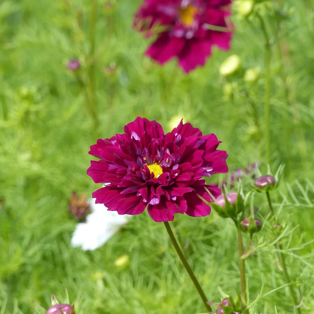 Cosmos double violet Cosmos bipinnatus 'Double Click Cranberries'