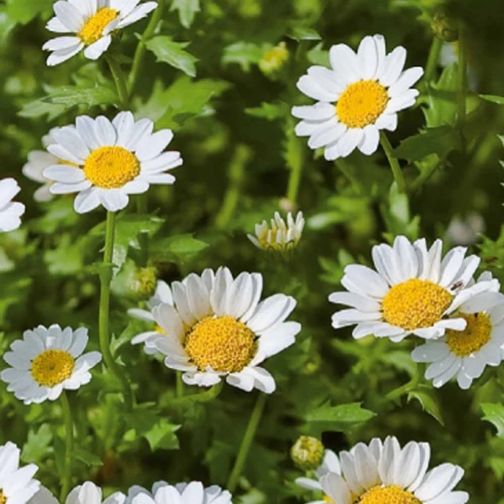 Chrysanthème nain annuel Snow Daisy Chrysanthemum paludosum