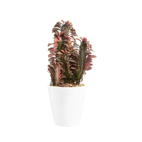 Euphorbia hermentiana rubra en pot blanc émaillé H 10 x Ø 15 cm