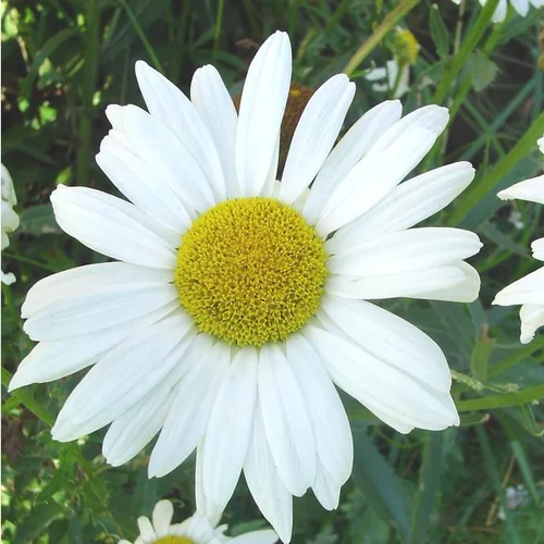Leucanthème blanc ou Grande Marguerite. Le pot de 2 litres