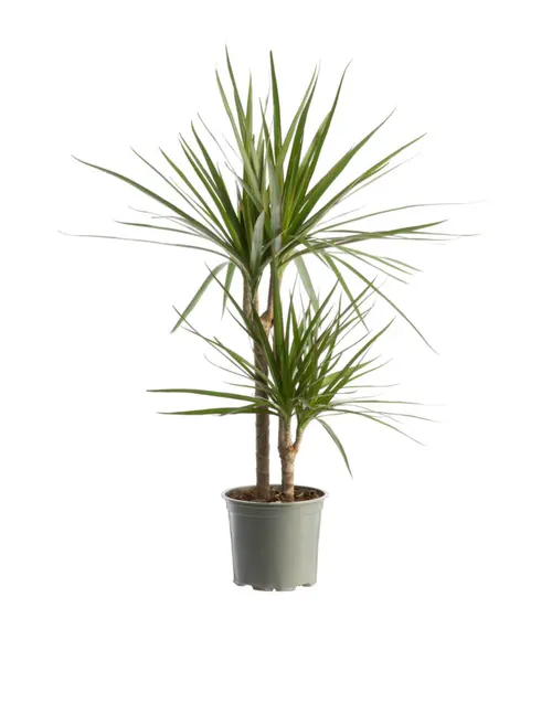 Dracaena marginata (Dragonnier de Madagascar) vert. Le pot Ø 21 cm