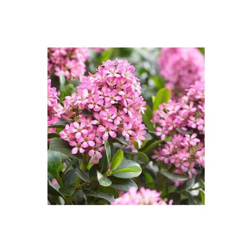 Escallonia Laevis Pink Elle® rose
