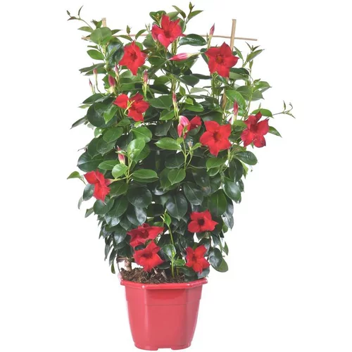 Dipladénia Espalier Sundaville Grand Red - Le pot de 4 litres