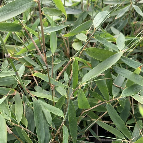 Bambou Fargesia Robusta Pingwu vert. Le pot de 3 litres