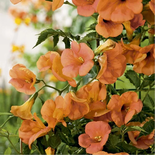 CAMPSIS GRANDIFLORA. Le pot de 3 litres