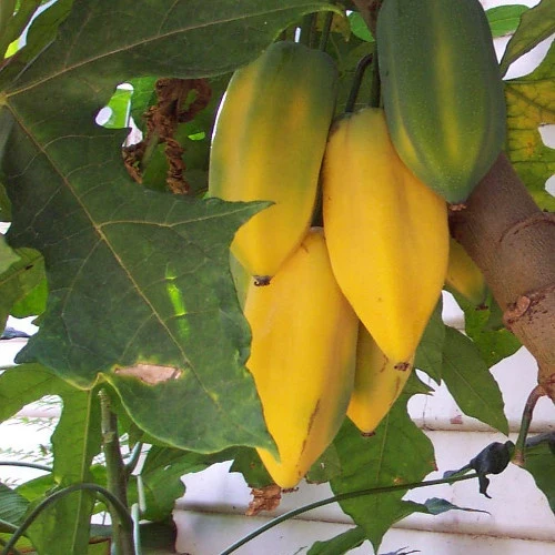 Carica pentagona Carica pentagona