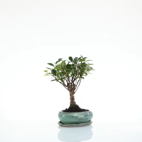 Bonsaï Ficus Retusa botanic® taille 1,2. Le pot