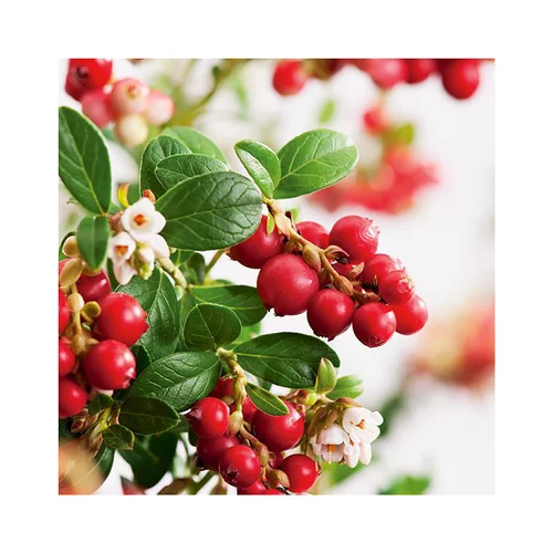Airelle Rouge Bio. Le pot de 2 litres