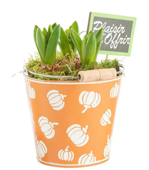 Jacinthe x 3 pot zinc décor courges - Ø 13 cm