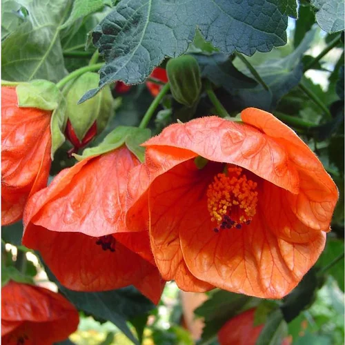 Abutilon - Le pot de 2,5 litres