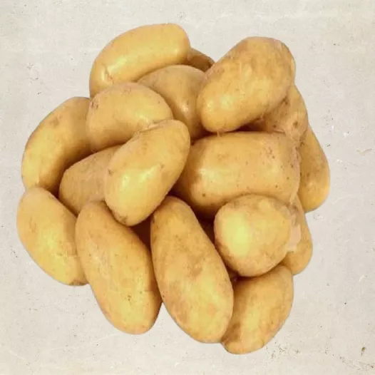 Pomme de terre Charlotte - 1kg | Plants bio