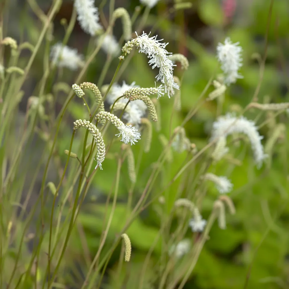 Pimprenelle blanche - Sanguisorbe Sanguisorba tenuifolia