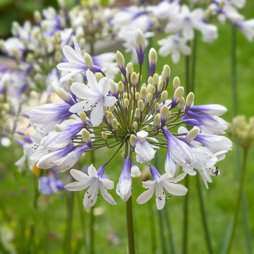 Agapanthe à grandes fleurs Queen Mum Agapanthus Queen Mum