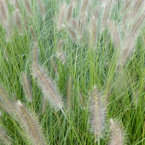 Herbe aux écouvillons Lady U - Pennisetum Pennisetum alopecuroides lady u