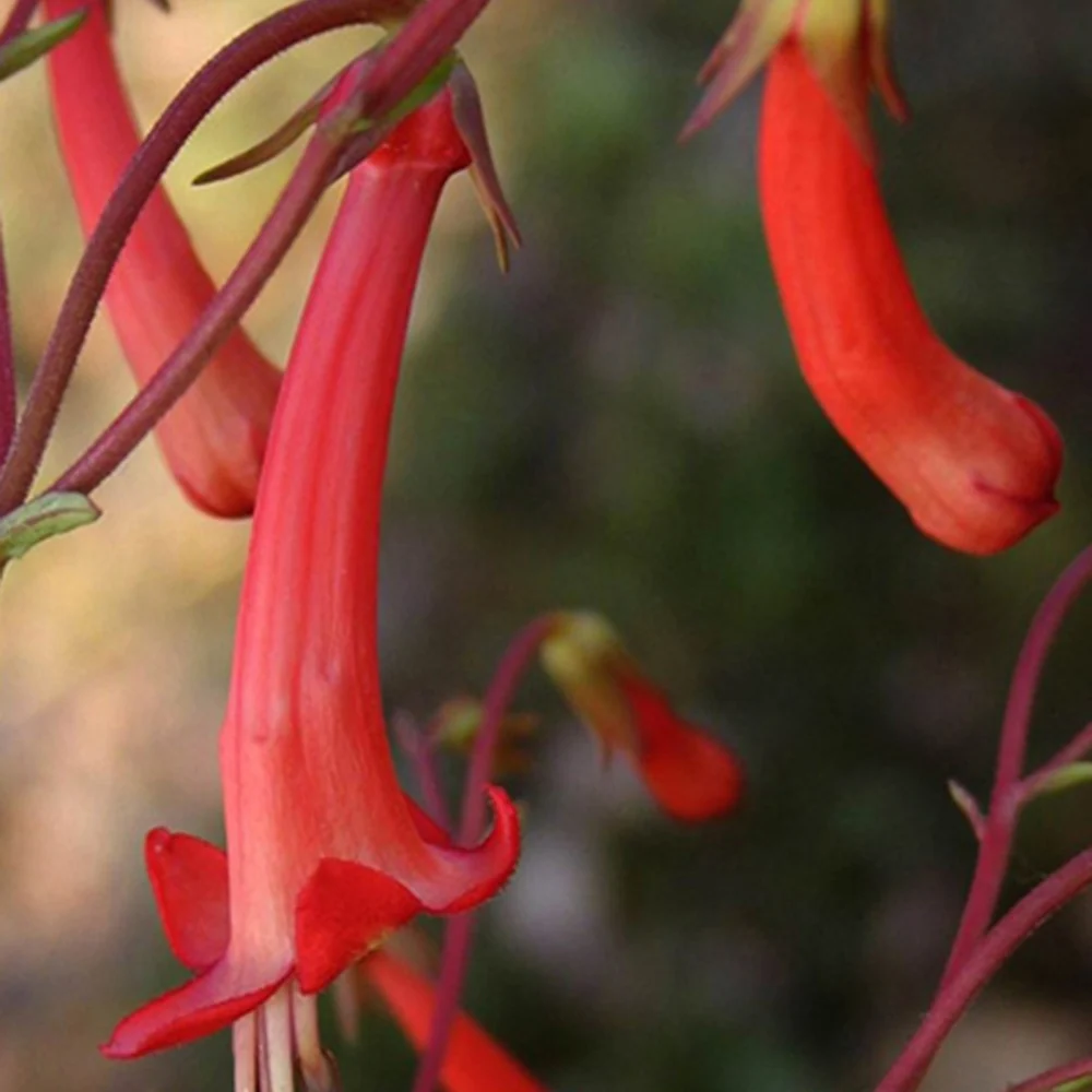 Fuchsia du Cap Phygelius capensis