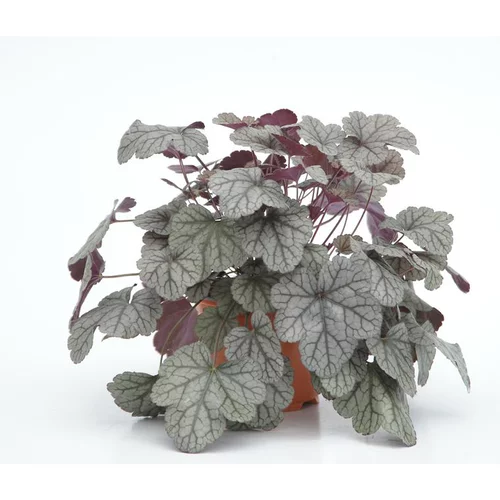 heuchera sugar frosting - Le pot diam 12 cm