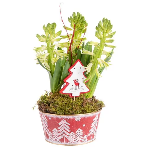 Composition de Noël 3 jacinthes multicolore pot en zinc