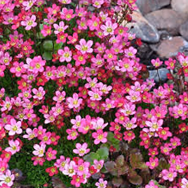 6 x Saxifrage d'Arends 'Purpurteppich' | Saxifraga 'Purpurteppich' – godet 9cm x 9cm