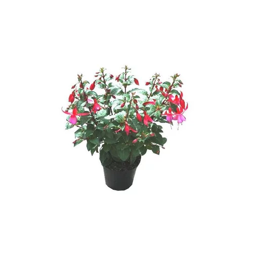 Fuchsia érigé - Le pot de 1 litre